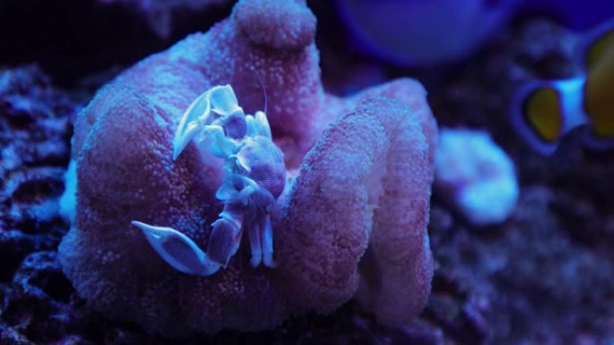 水中的螃蟹水中的螃蟹海底世界珊瑚