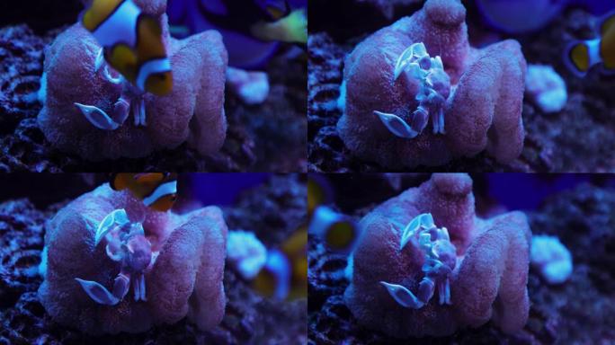 水中的螃蟹水中的螃蟹海底世界珊瑚