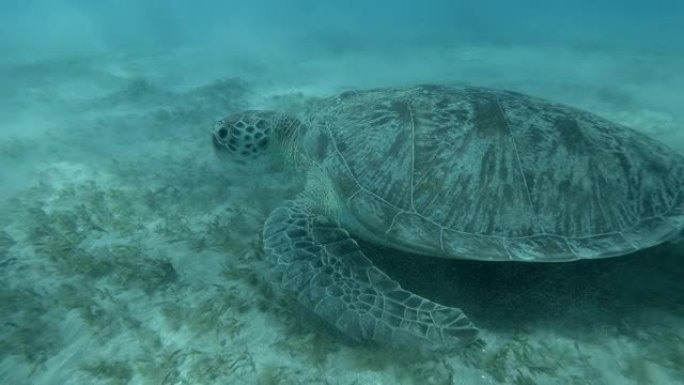 绿海龟在蓝色水底的冲浪地带吃海草。4K/50fps
