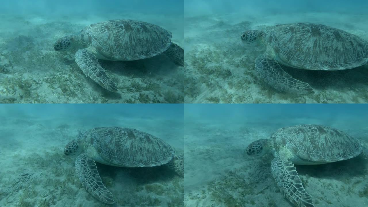 绿海龟在蓝色水底的冲浪地带吃海草。4K/50fps