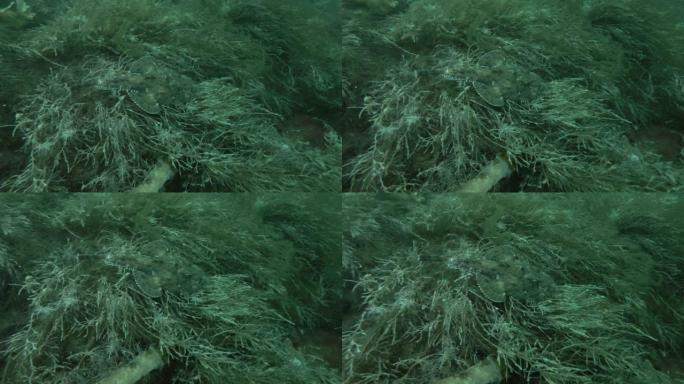 安康鱼或垂钓鱼 (Lophius piscatorius) 躺在海藻上