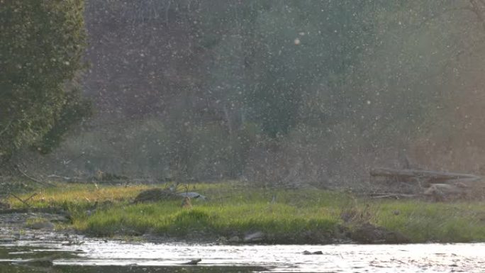 成千上万的小苍蝇在纯净的空气中悬停在加拿大丛林深处的一条河上