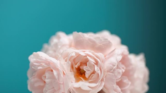 盛开的粉红色牡丹花束的延时。鲜花开放背景