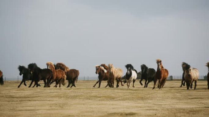 一群野马在草地上奔跑，风吹拂，冰岛