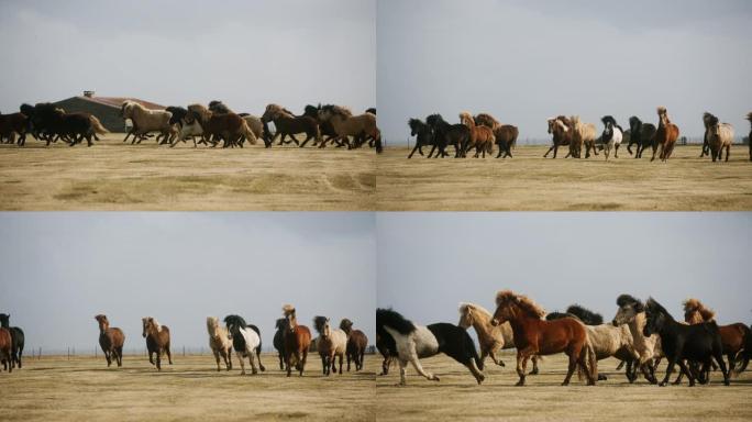 一群野马在草地上奔跑，风吹拂，冰岛