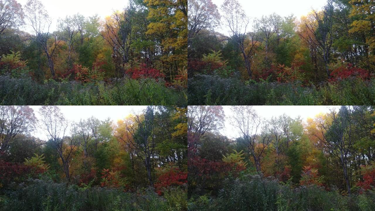 缓慢的steadicam在秋天用彩色树木拍摄加拿大森林