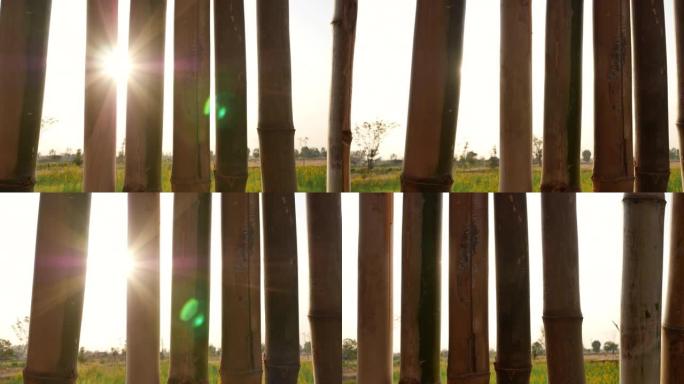 落日的光线穿过竹篱笆。