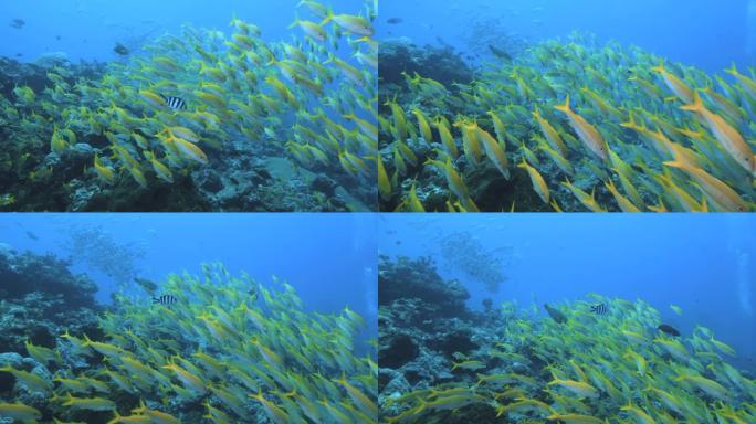水下镜头: 黄色双线融合器的大型学校游泳经过潜水员。POV，大堡礁。