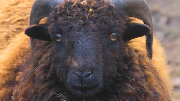 矮小羊头养殖业畜牧业收入国际羊