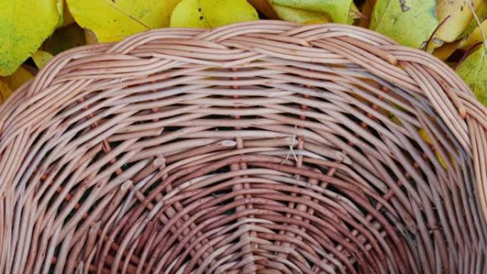 新鲜收获的玫瑰果放在木制针织篮子里，周围是黄色的秋叶。
