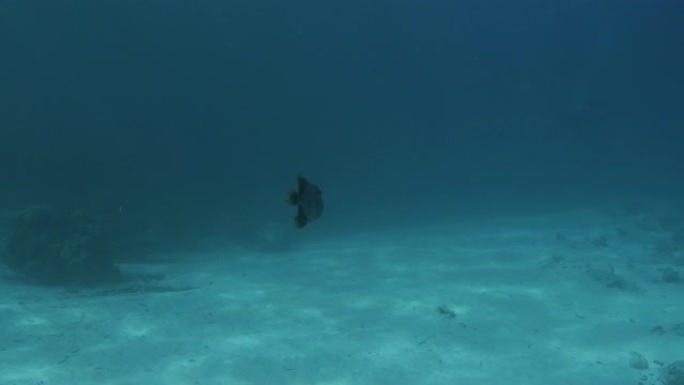 Titan Triggerfish在马尔代夫的海底游泳