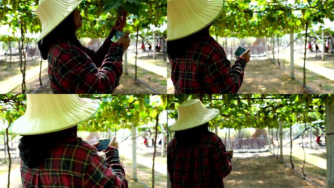 女农民正在用智能手机技术调查葡萄园