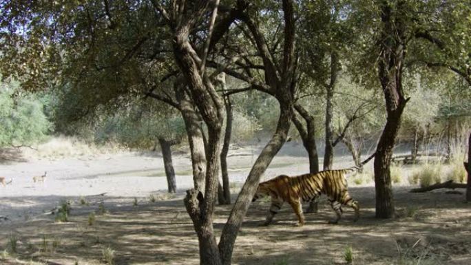 老虎在迪尔附近行走
