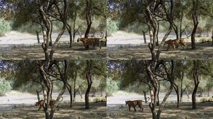 老虎在迪尔附近行走