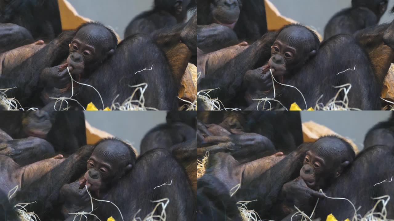 倭黑猩猩家族的特写