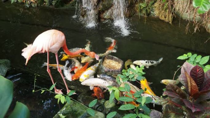 粉色火烈鸟鱼类丹顶鹤池塘