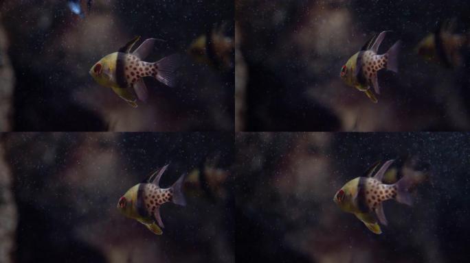卡氏鱼-Apogonidae-Pterapogon kauderni。水下小型热带红衣主教鱼。在水族