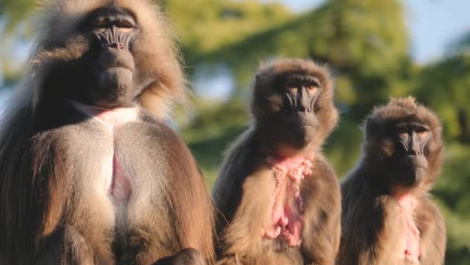 出血心猴组三只面对镜头野生保护