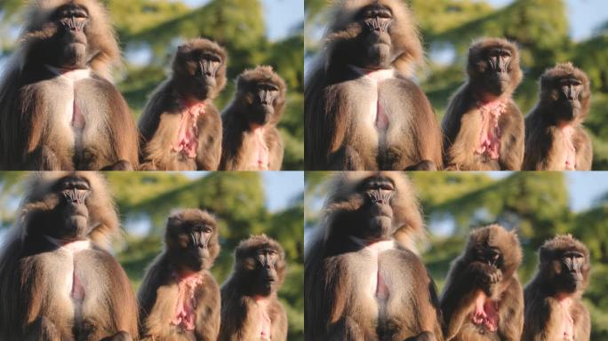 出血心猴组三只面对镜头野生保护