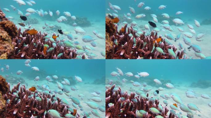 水下有鱼的珊瑚礁。菲律宾莱特