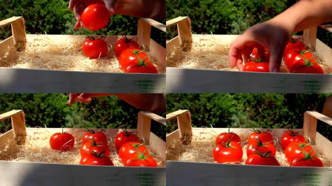 在阳光明媚的夏日，用手将成熟的红色西红柿放在木箱中
