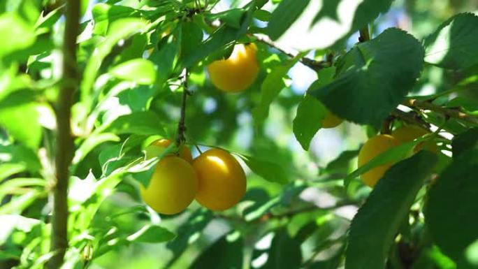 黄李子在花园里的树枝上。种植生态水果，天然夏季花园