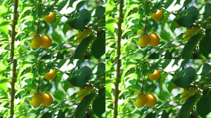 黄李子在花园里的树枝上。种植生态水果，天然夏季花园