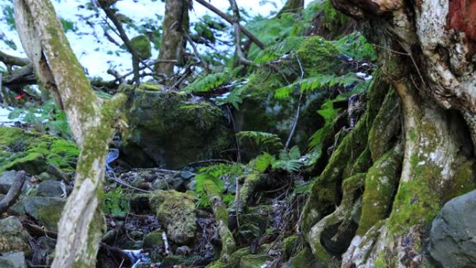 风景秀丽的日本森林和山溪