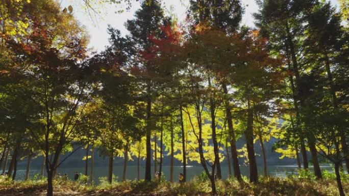 五颜六色的秋叶树，美丽的湖在南美岛，秋天在韩国，自然概念
