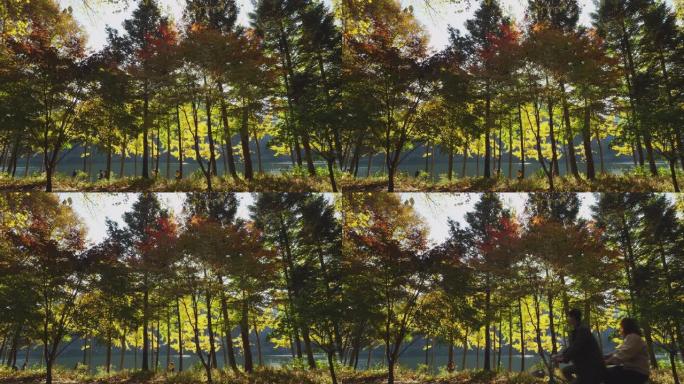五颜六色的秋叶树，美丽的湖在南美岛，秋天在韩国，自然概念