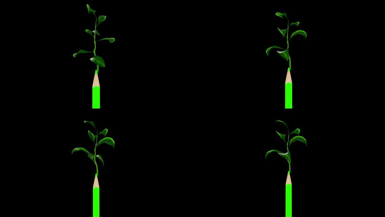 绿色植物从带有alpha通道的绿色铅笔中生长出来