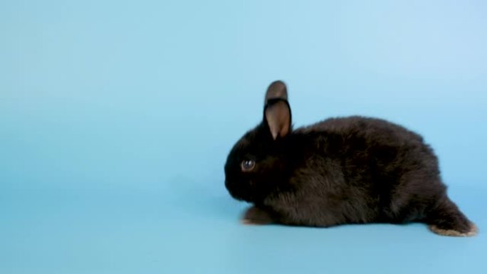 小黑兔兔在绿屏背景上转来转去