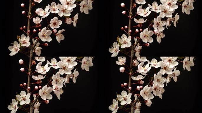 以horisontal格式盛开的野生梅花延时4k视频。核果花开在春天。
