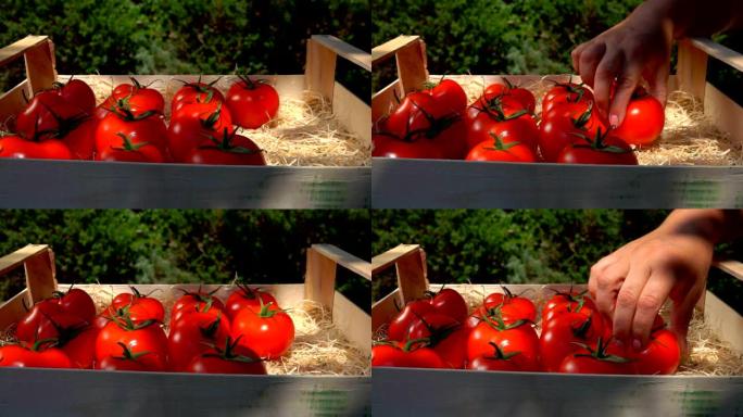 雌性手将成熟的令人垂涎的红色西红柿放在装有木屑的盒子中