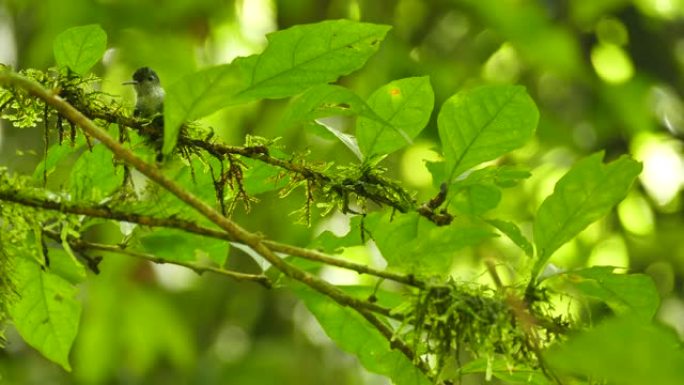 蜂鸟准备在丛林中筑巢的树枝和苔藓