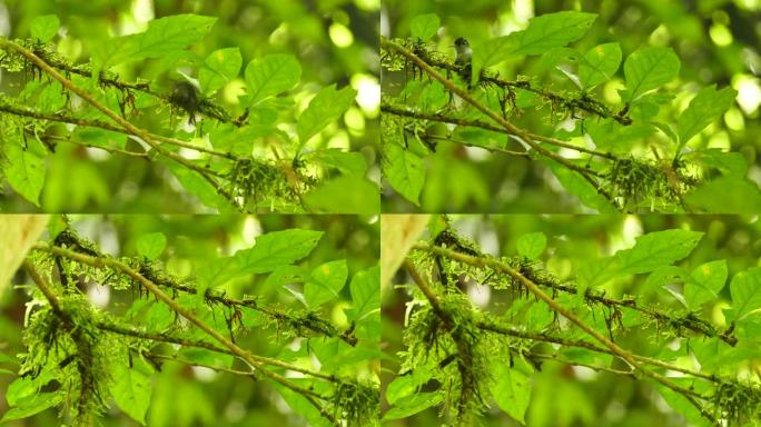 蜂鸟准备在丛林中筑巢的树枝和苔藓