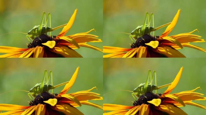 花上的绿色蚱hopper。宏观，五颜六色，蝗虫