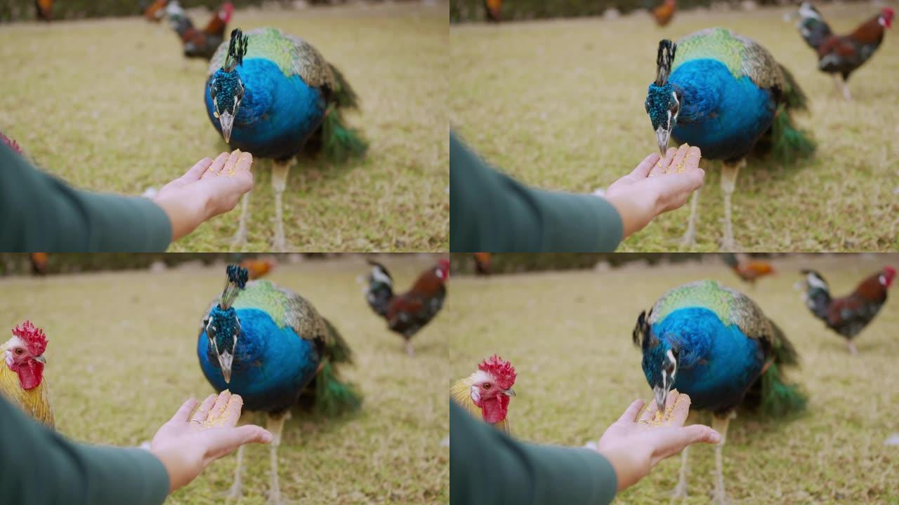 美丽多彩的孔雀与一个男人互动，用手喂养
