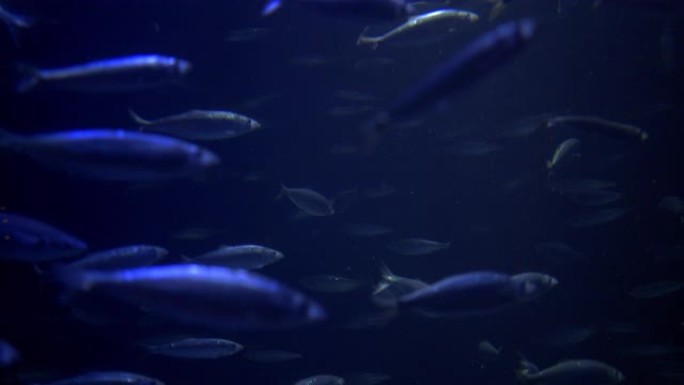 鱼群海洋馆生物多样性海底世界