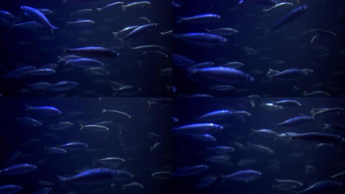 鱼群海洋馆生物多样性海底世界