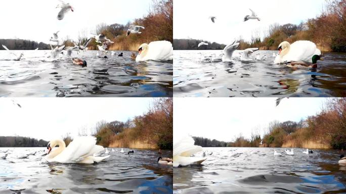 慢动作飞行，天鹅在冬天游过海鸥，在湖上疯狂喂食