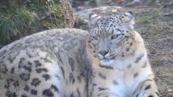 雪豹特写大猫猫咪视频素材