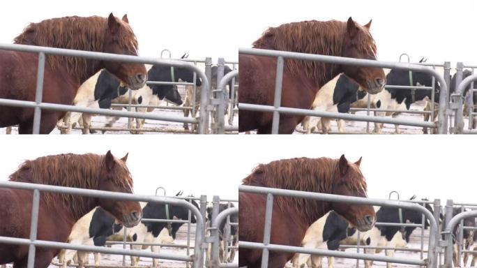 从手中拍摄的视频。一匹红马的肖像。冬天在俄罗斯村庄的畜栏里的马。马，马的畜栏，击剑。马的眼睛。