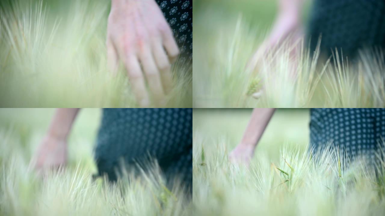 特写浅景深。一个年轻女孩的手在傍晚的麦田上碰到绿色的小穗。冷色