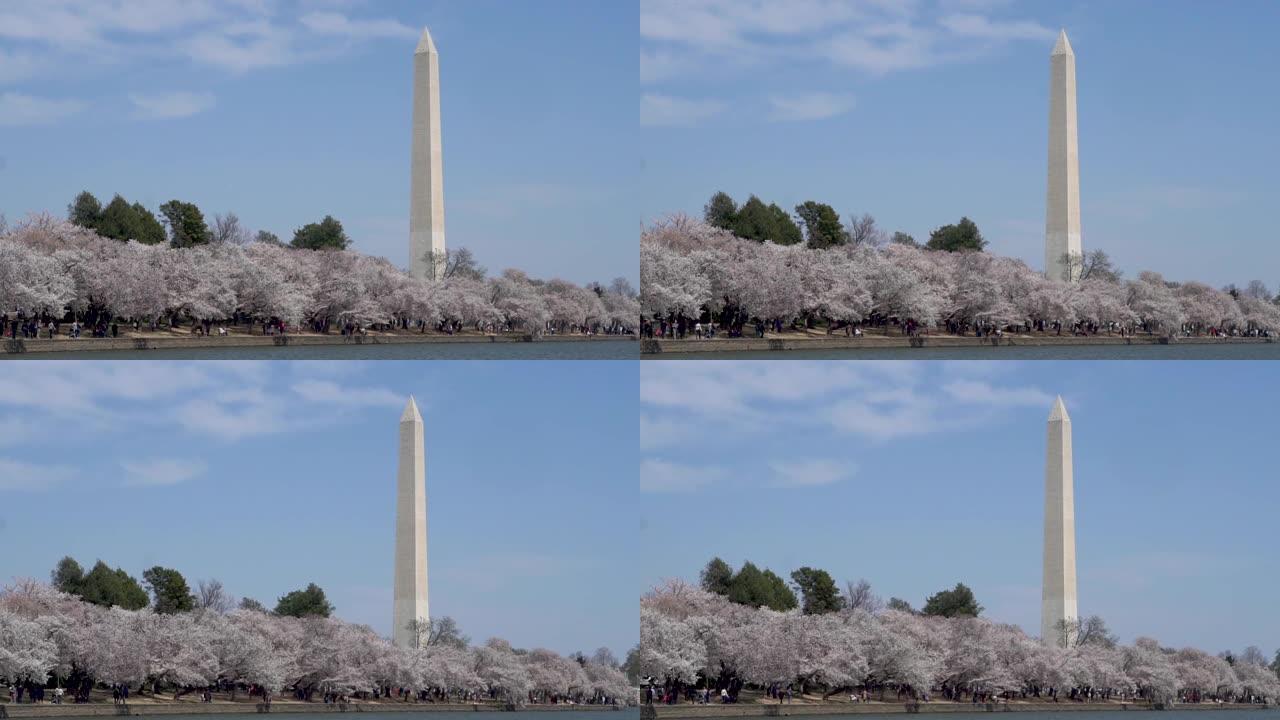 华盛顿特区哥伦比亚特区的华盛顿纪念碑在晴朗的晴天被樱花环绕，并以慢动作从潮汐盆地反射