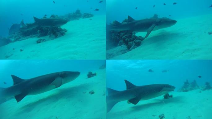 鲨鱼护士在碧蓝的水中游泳，在沙底，黄褐色的鲨鱼-Nebrius ferrugineus。印度洋、马尔