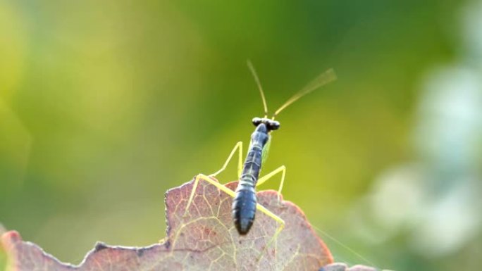 螳螂的微距摄影害虫自然风景啃食树叶