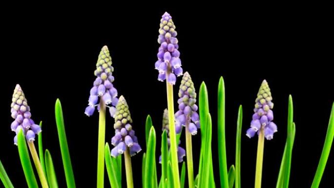 紫色风信子麝香花盛开