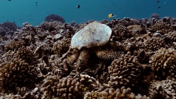 海龟在太平洋的珊瑚礁里吃东西。水下海洋生物与美丽的海龟在海中特写。珊瑚礁附近的热带爬行动物。在清澈的