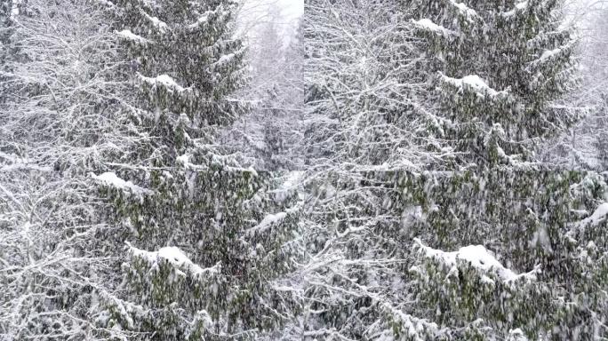 森林冬季的雪雨